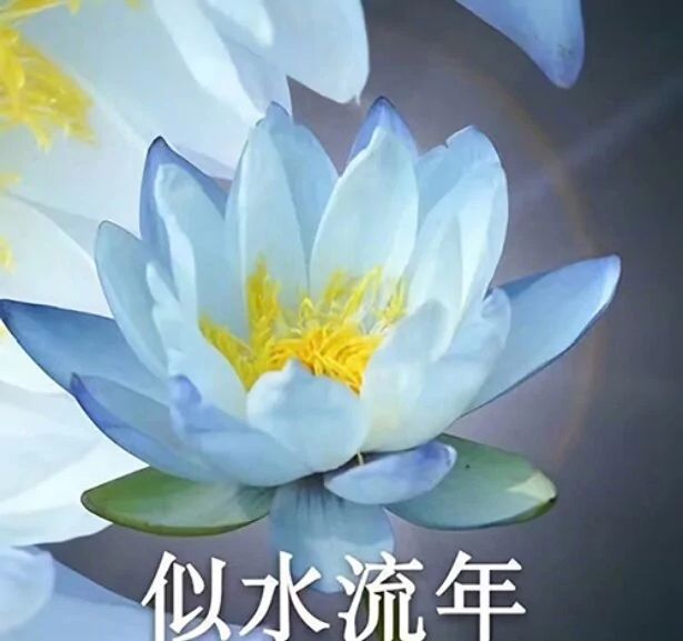 恭喜过审截图
