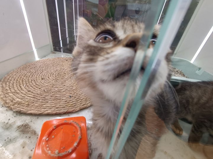 小猫咪截图