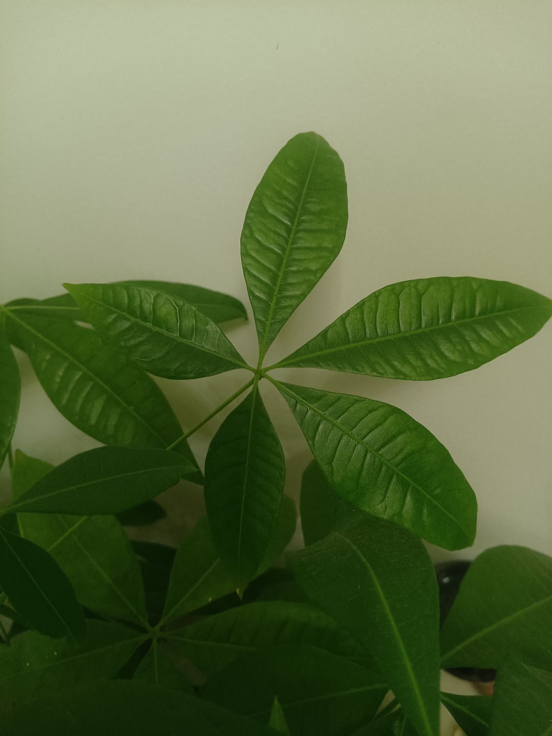 参加六周年庆活动：花与叶 3