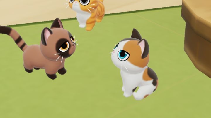 收养哪只猫猫?三花还是沅熊啊截图