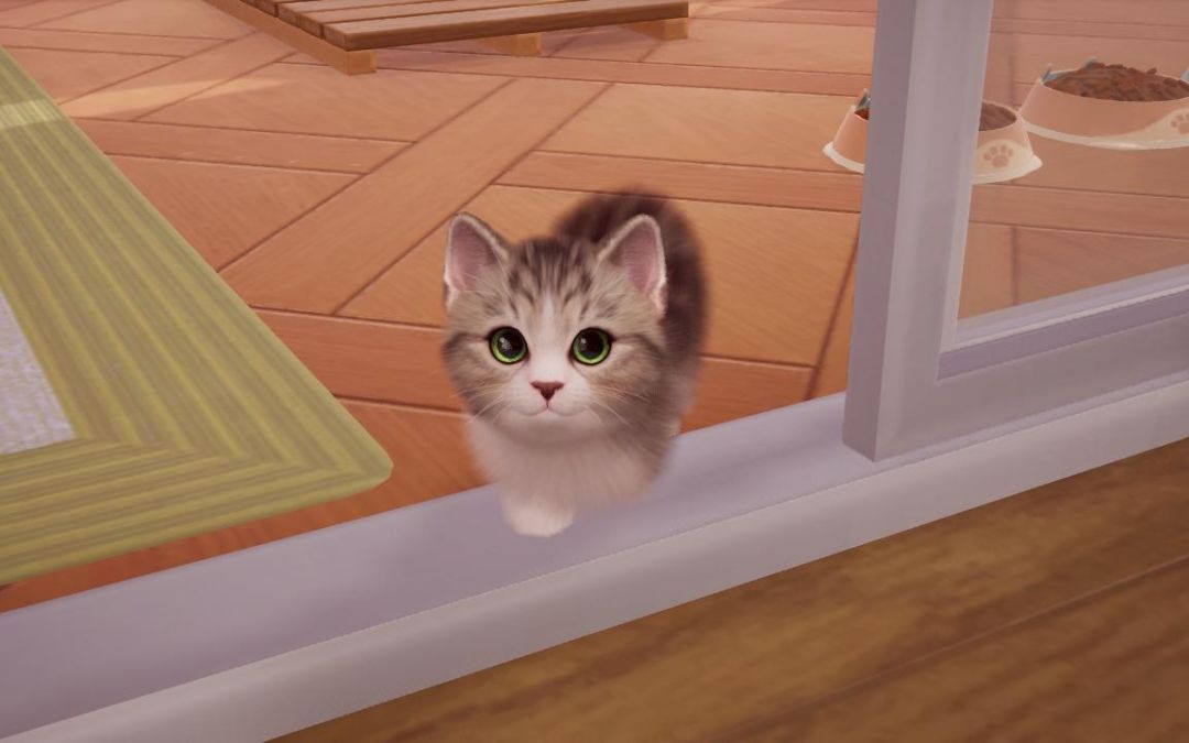猪咪猪咪 4