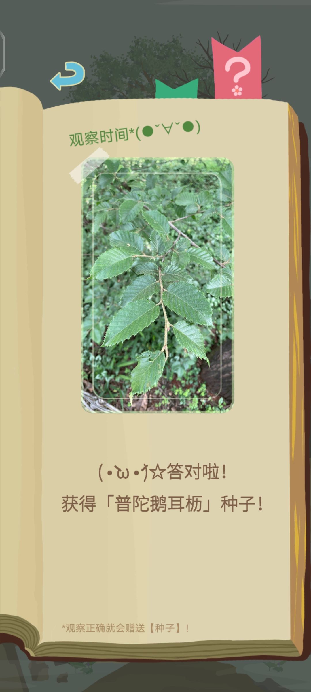 【普陀鹅耳枥】感谢老农 一发入魂 2