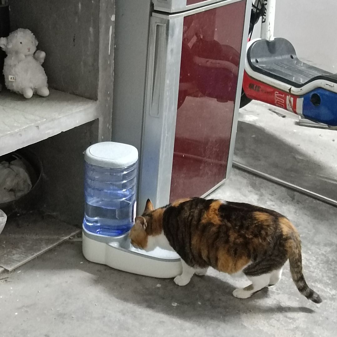 看看猫 1