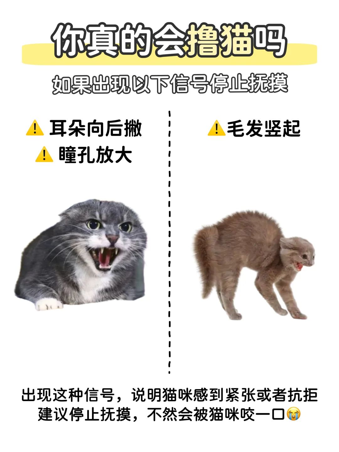 新手撸猫说明书📖如何正确撸猫不被咬⁉️ 3