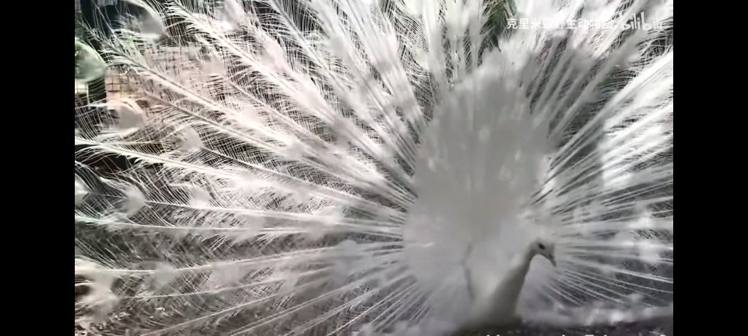 动态图片 4