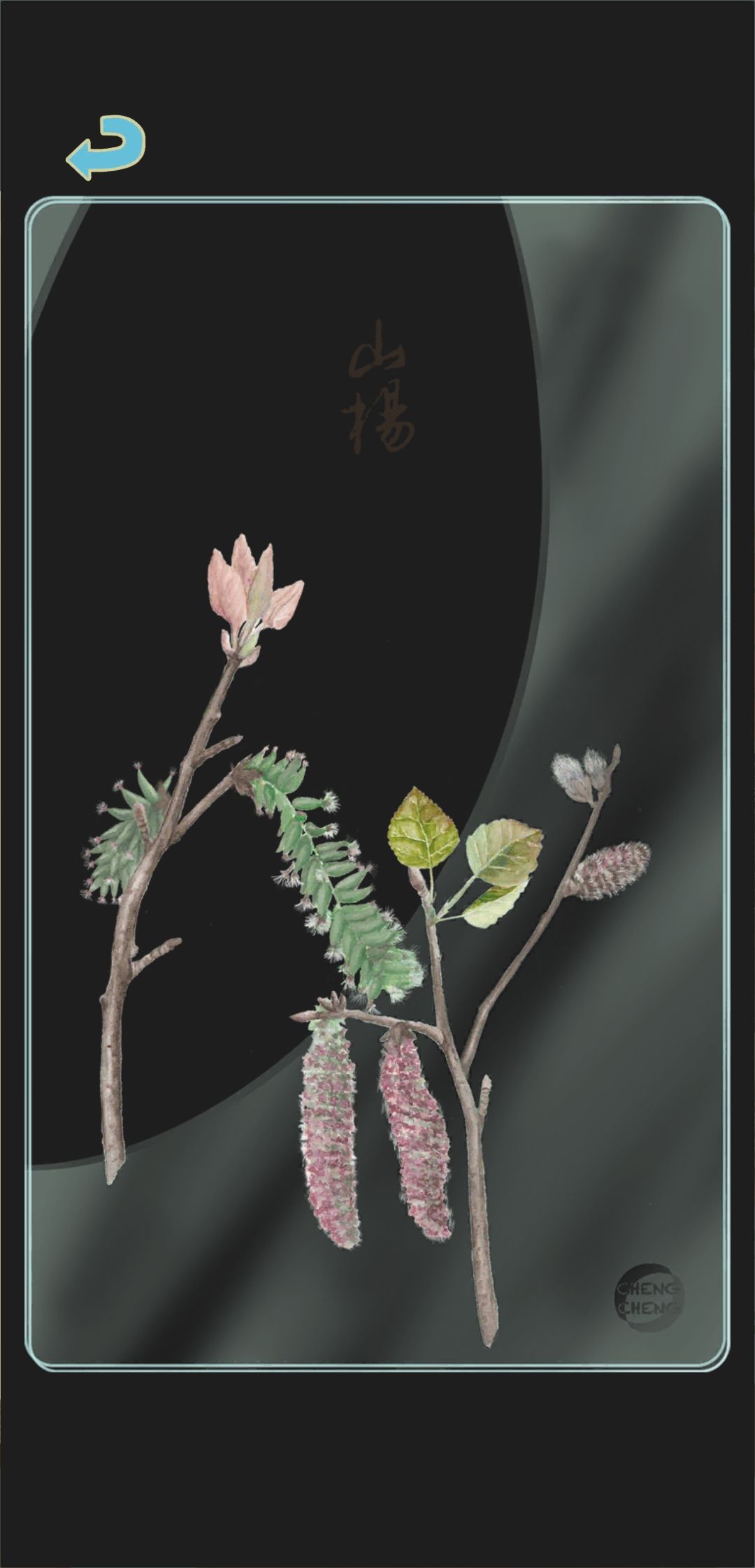 夏季树种透卡1 3