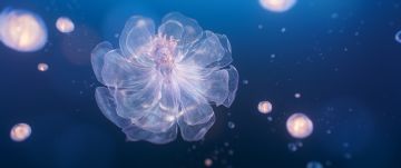 【5周年复刻】鲸落忆海·浩瀚生花 | 11月20日开启