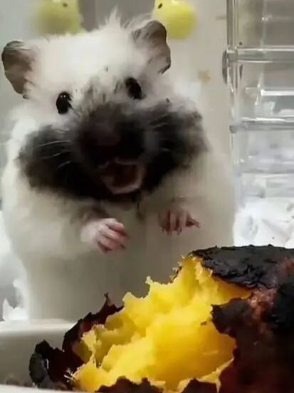 求指导下截图