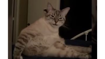 虎煞拳尊思路分享