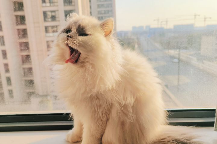 喵喵喵快来人 30005287截图