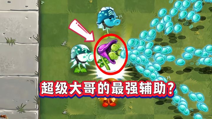 海豌豆凭什么成为超级大哥的第一辅助?截图
