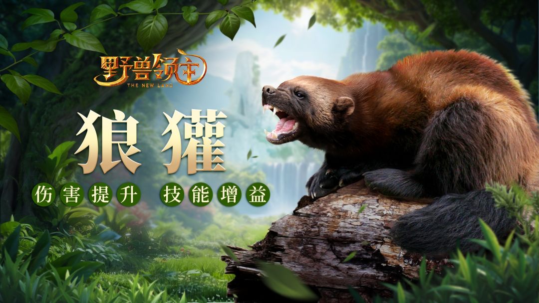 「狼獾觉醒」伤害暴增，对虚弱目标再增一击截图