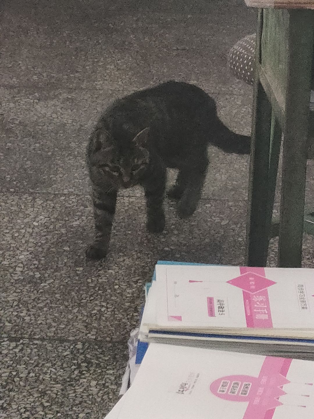 内有猛虎 1