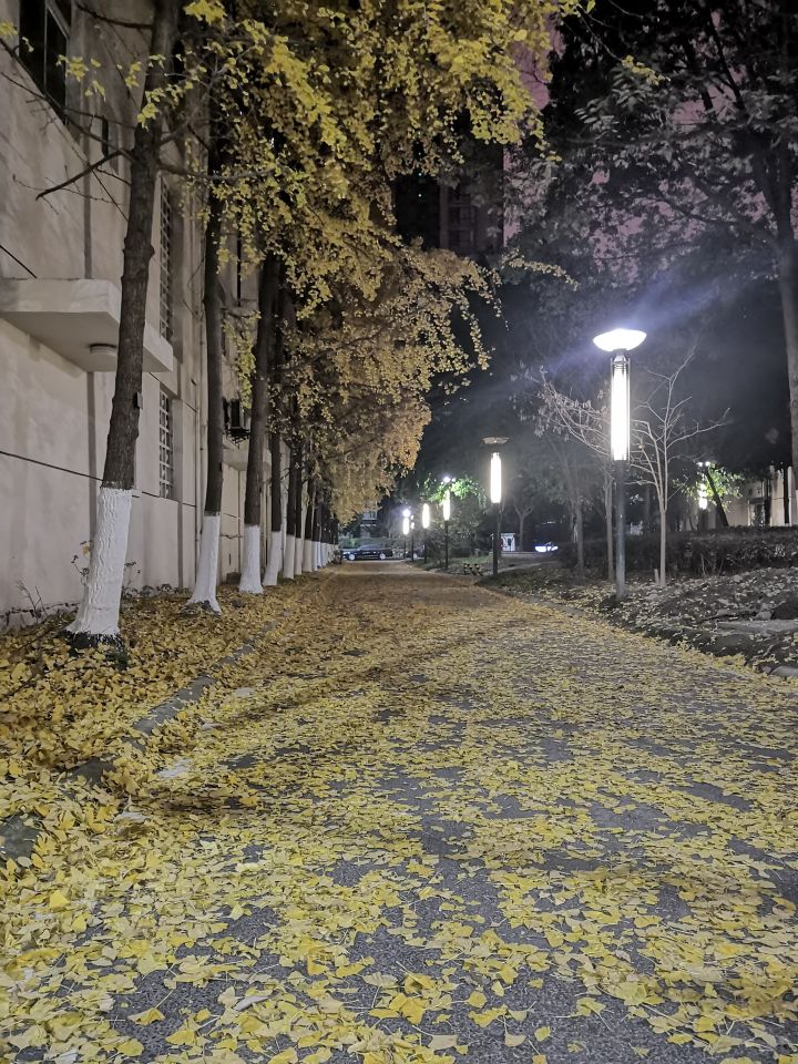 满地黄花堆积截图