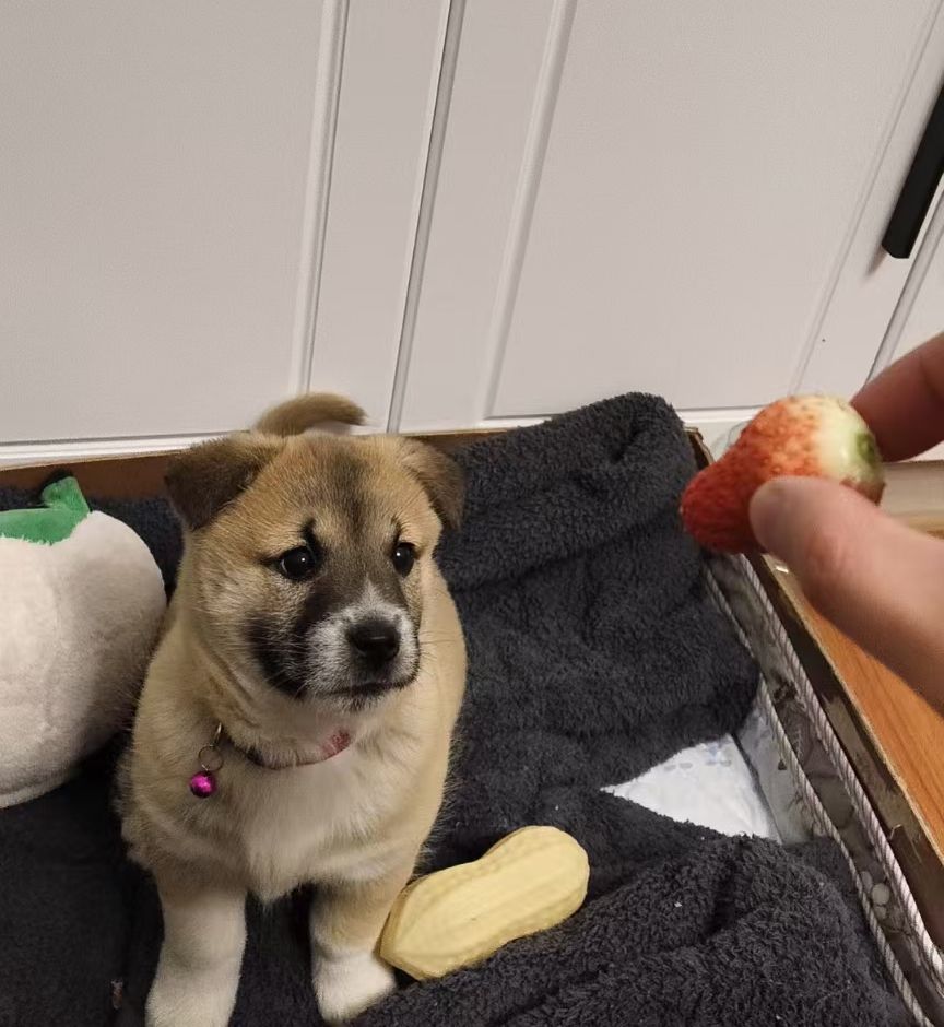 新手踩坑可能性避免贴（爱犬镇楼）截图