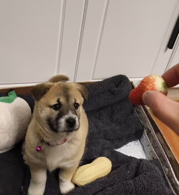 新手踩坑可能性避免贴（爱犬镇楼）