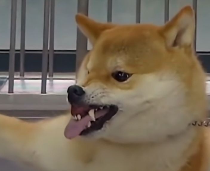 这算什么水平 2