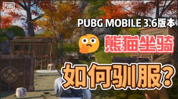 要驯服一只可爱的熊猫嘛！让它陪你一起驰骋PUBG MOBILE!