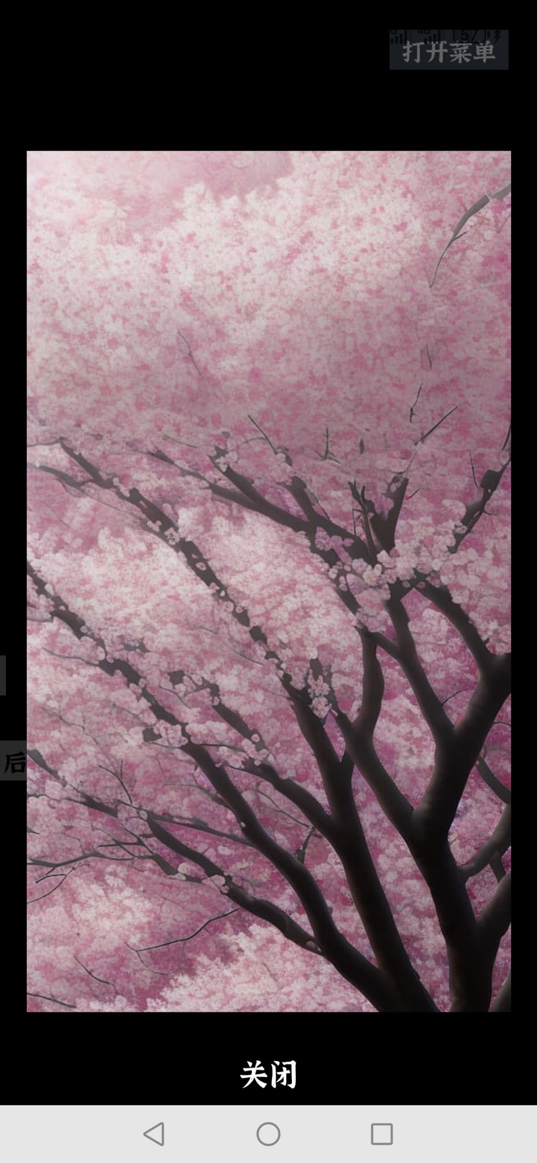 樱花好好看 1
