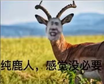 金元宝哈哈哈哈哈 2