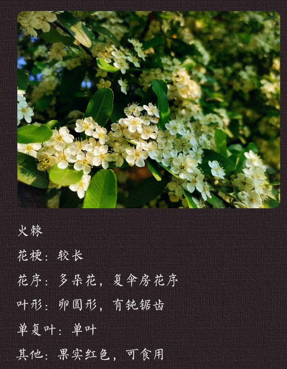 妙手拍花😺 2