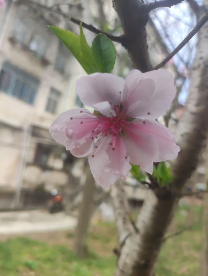 希望出无尽关卡，参考无双战将三炮流更完美截图