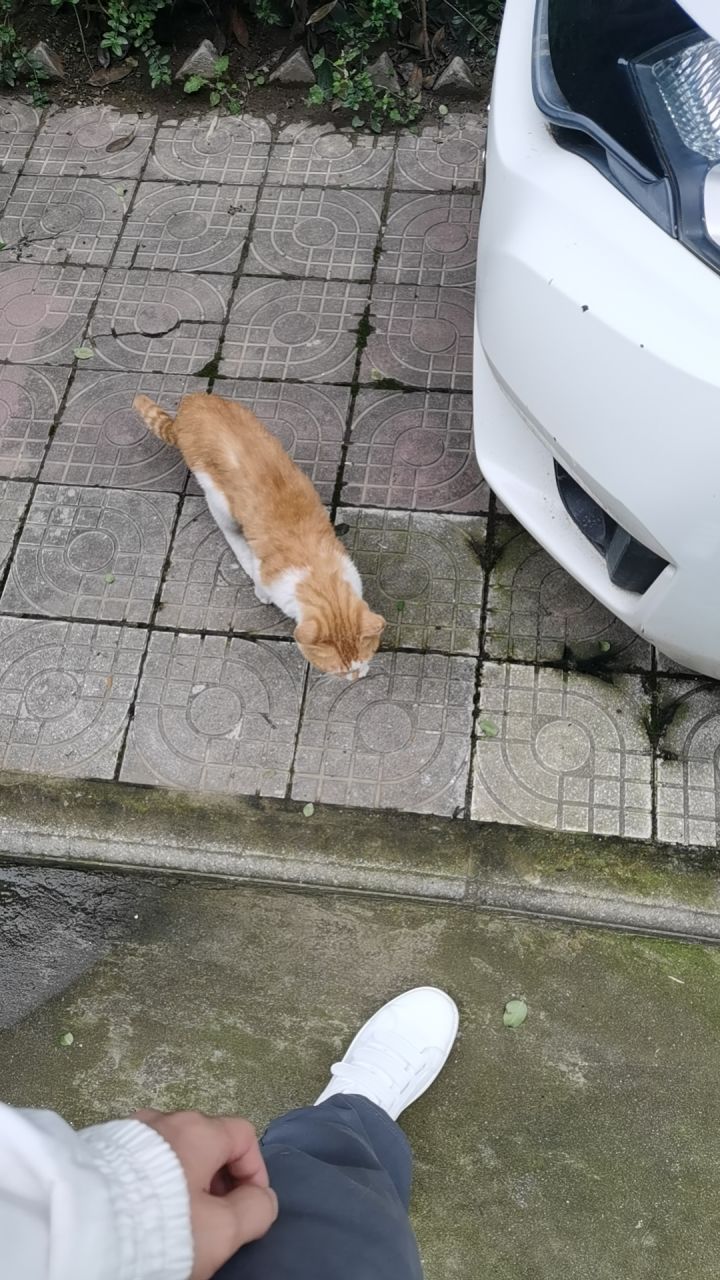 捡到的小流浪截图