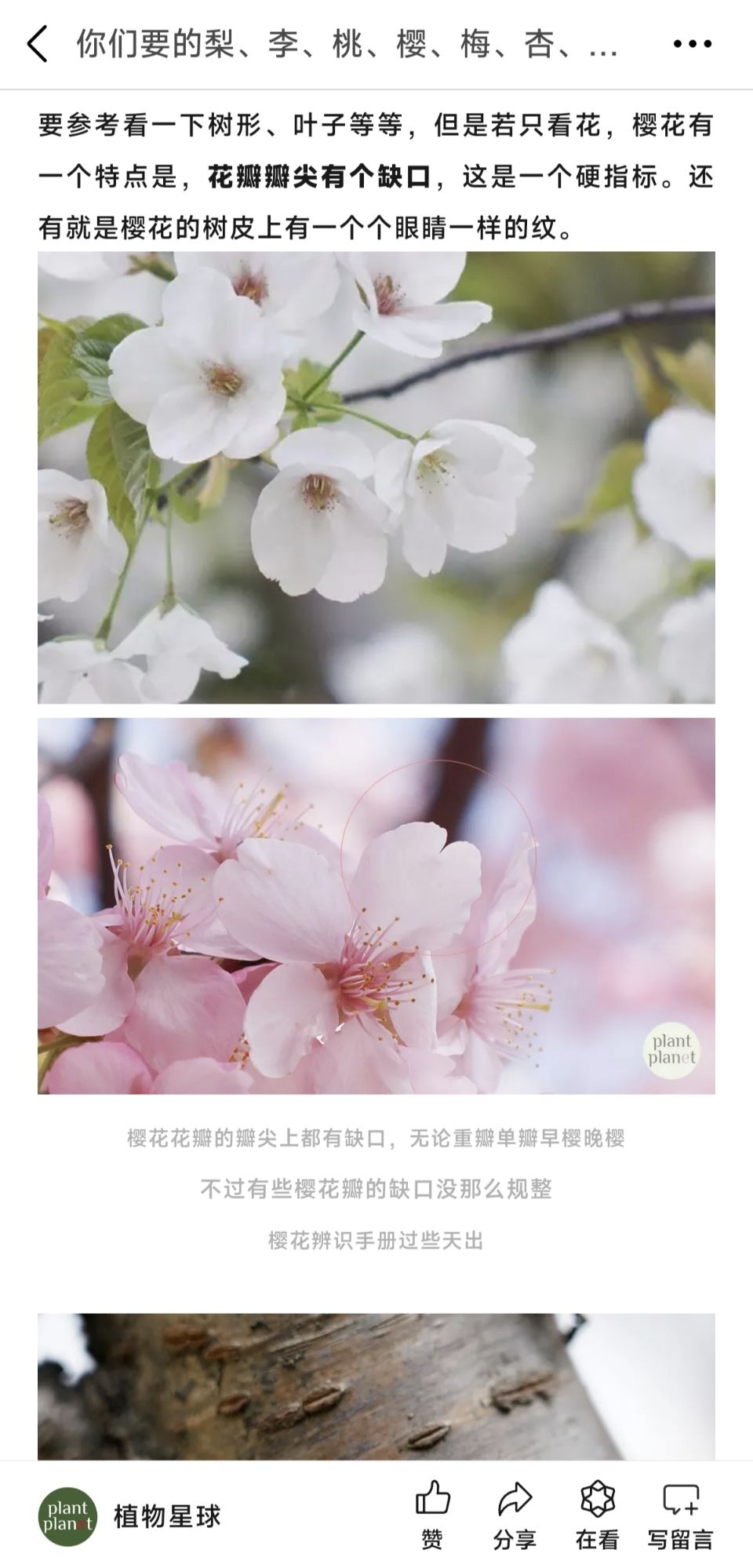 我请问呢?梅花画成樱花有没有人管管呢? 2