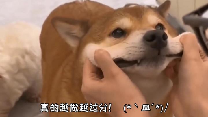 当肉鸽卡牌塔防相搭配开火车，我......截图