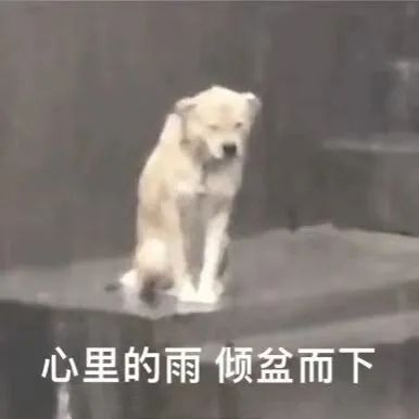 手机党、冬至厨浅谈截图