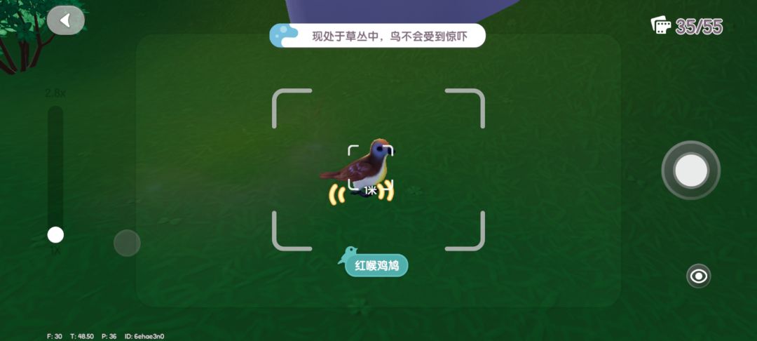 补观鸟ing 1