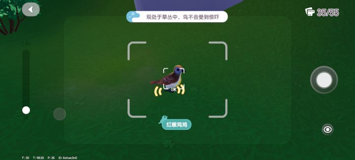 补观鸟ing截图