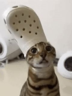 找到了拖孩猫的原型截图
