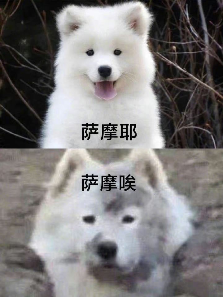 官方真不内置🦶本吗 1