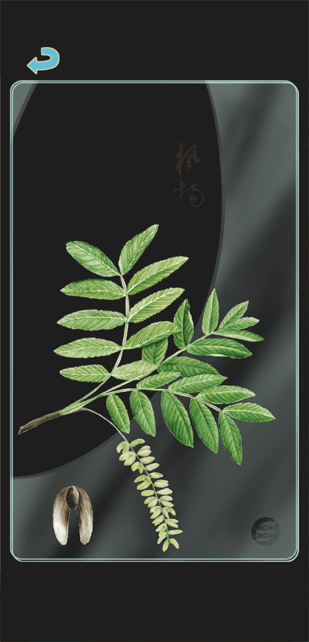 夏季树种透卡3 2