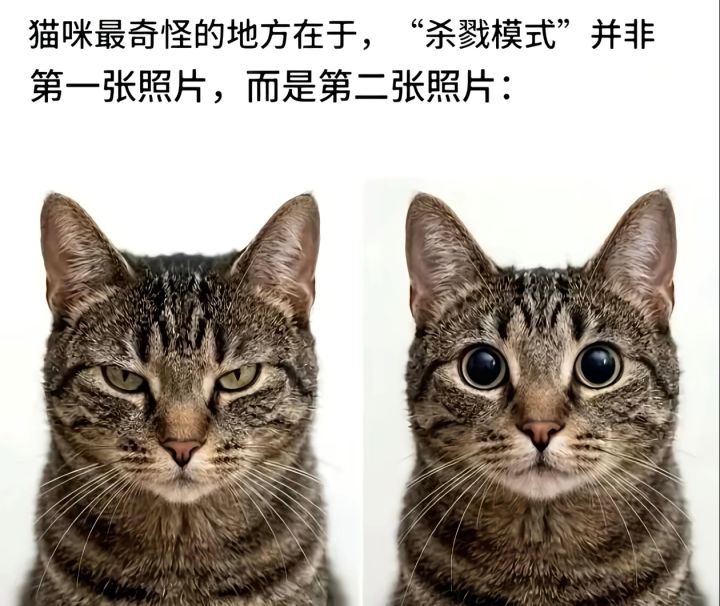 漫画版及火柴人优化帖Day8截图