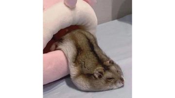 【幻境摆烂记录】Week1，21670