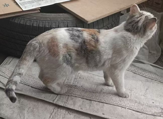 2024年8月23日自己画的猫咪素描 3