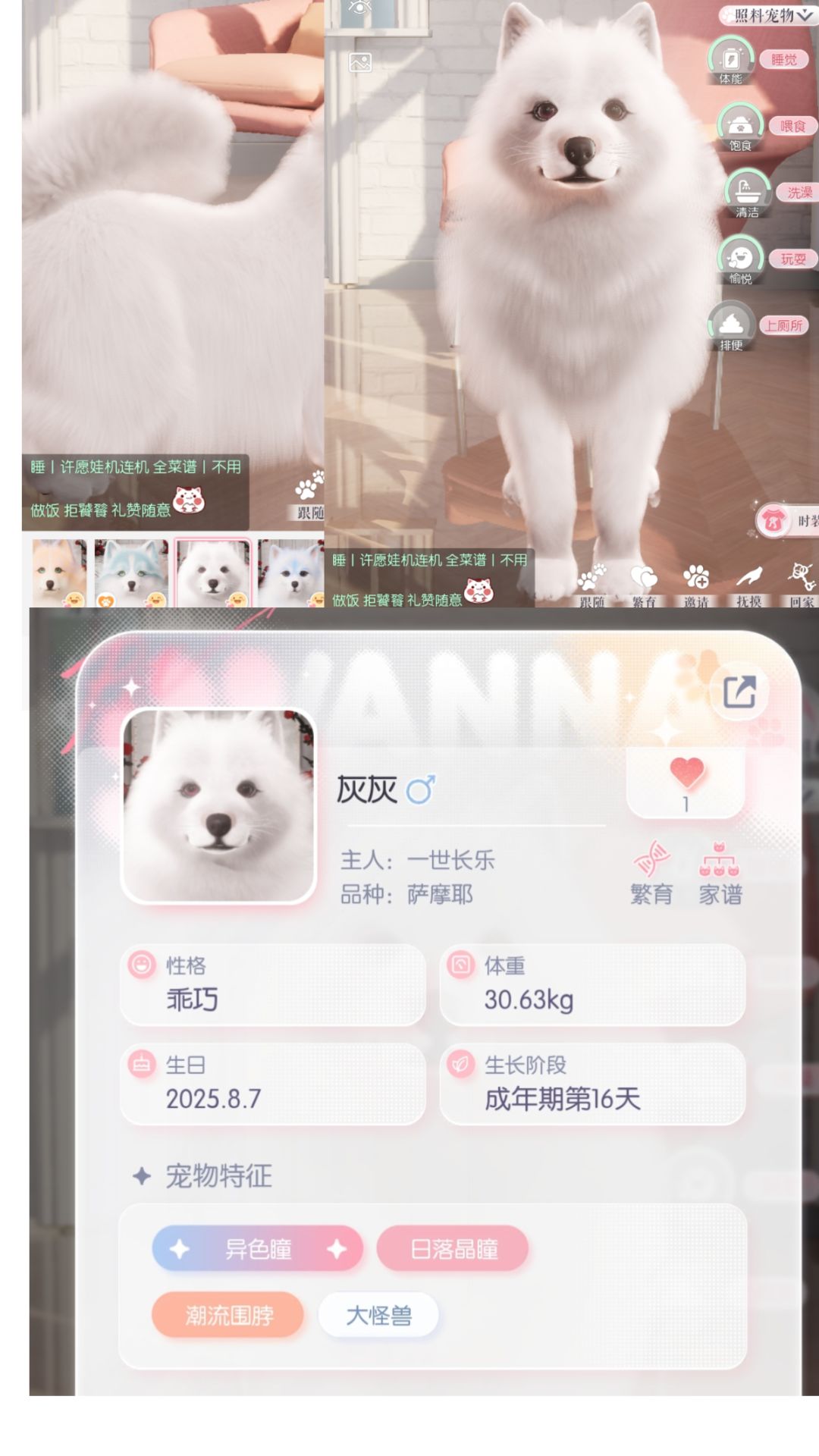萨摩耶现配约亲 2