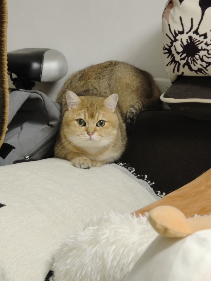 有没有人想来偷猫啊截图