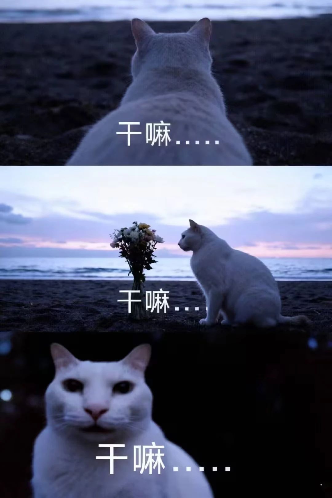 我解锁了新角色-妮可拉 3