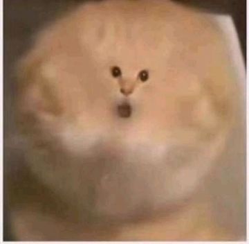 一天一个猫游小知识day18