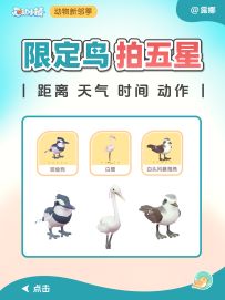 动物新邻 限定鸟 观鸟五星攻略