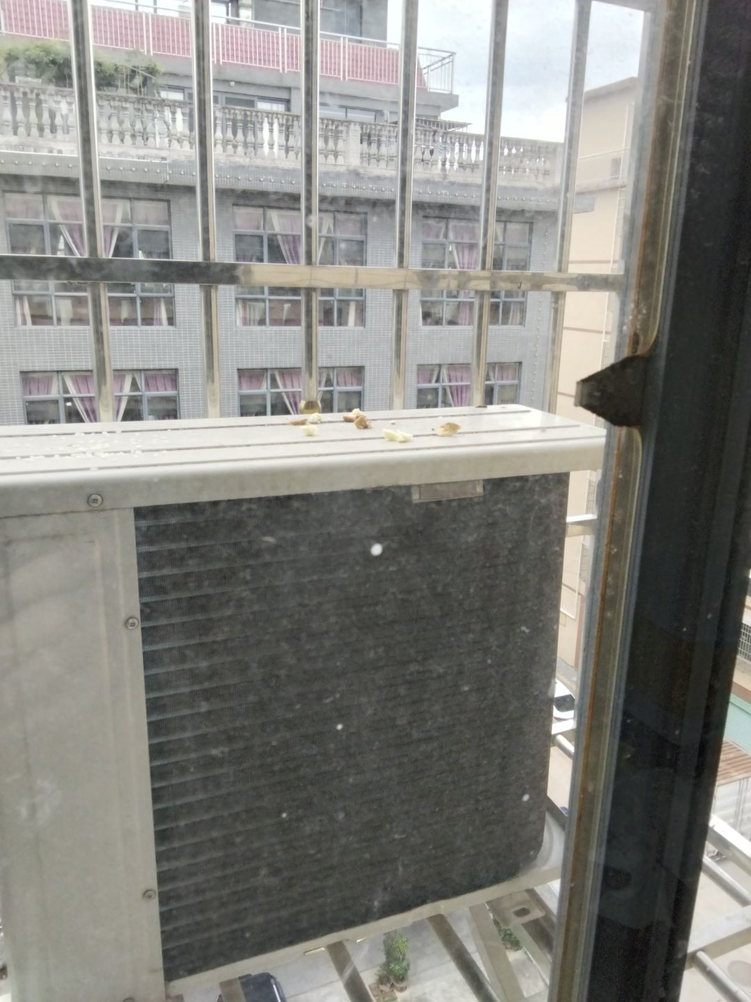 尝试和小鸟成为朋友的第一天 2