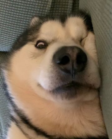 个人理解，望各位大佬指点不足