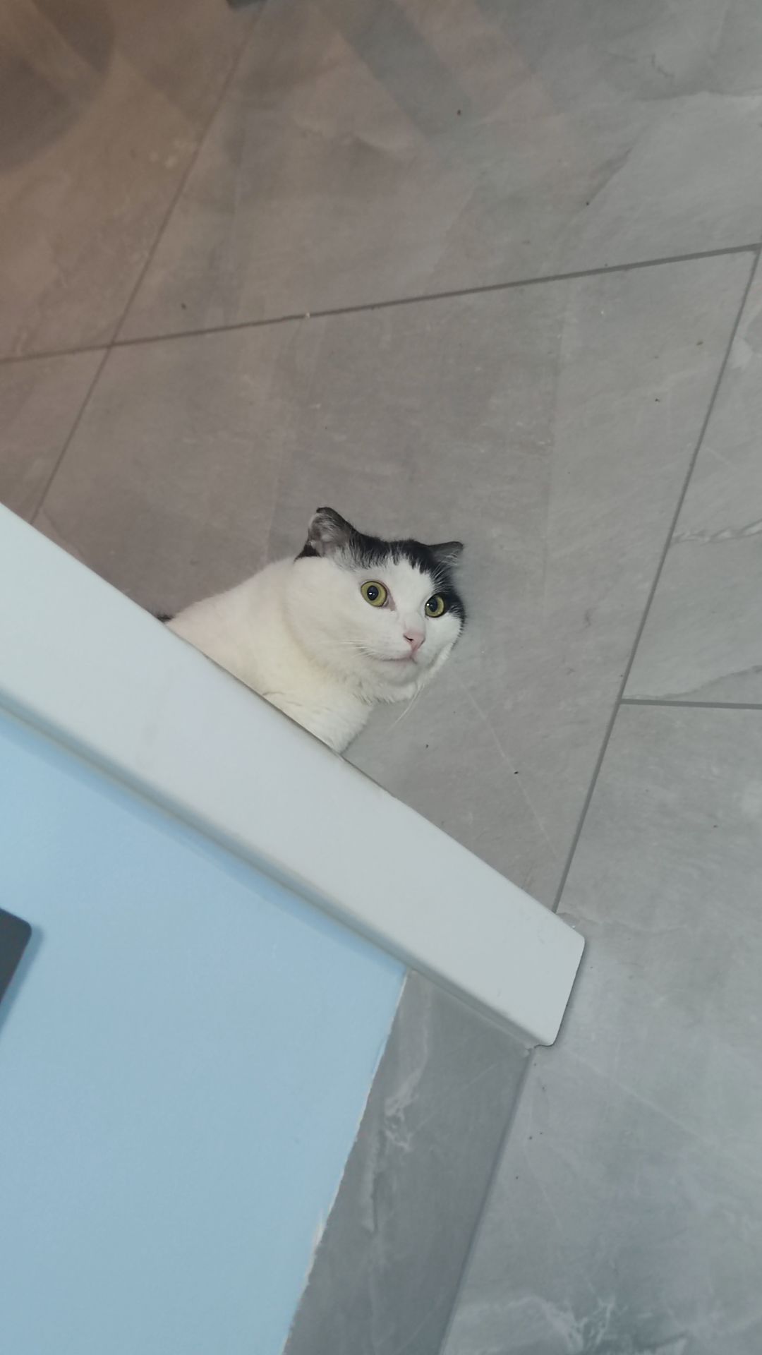 我家的猫猫和猫猫和猫猫和狗 2