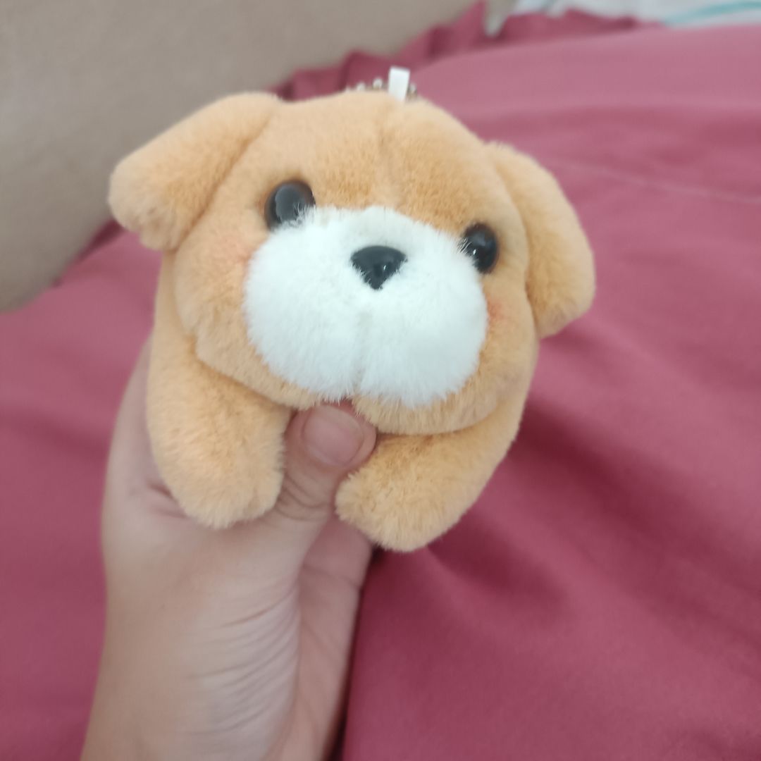 养了一只非常可爱的修狗 3