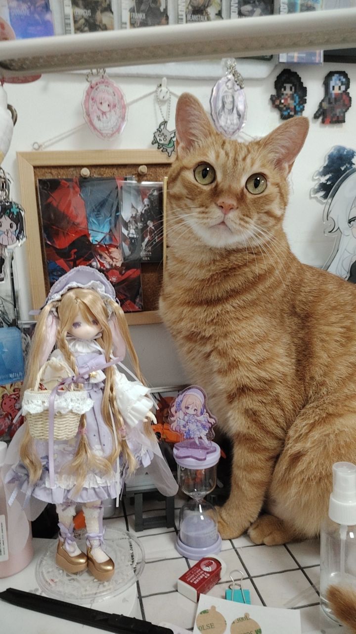 🐈和他心爱的娃娃截图