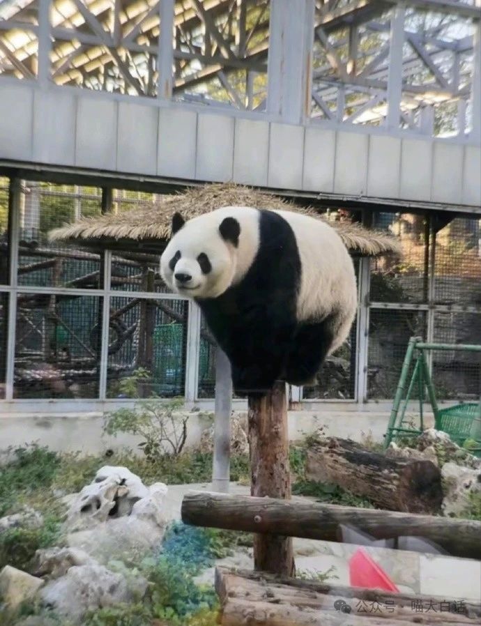没有免广告玩个蛋啊………出来搞一个截图