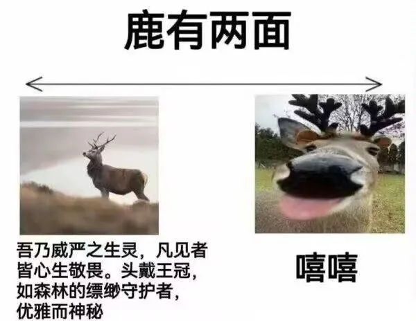 ✨今日份梗图分享第二十五期✨ 2